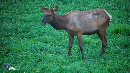 Pennsylvania Elk Live Webcam - Aug 7, 2026, 7:59pm EDT