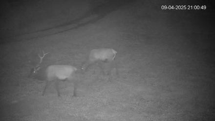 Pennsylvania Elk Live Webcam - Sep 4, 2025, 9:01pm EDT
