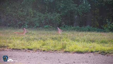 Pennsylvania Elk Live Webcam - Sep 8, 2026, 5:29pm EDT