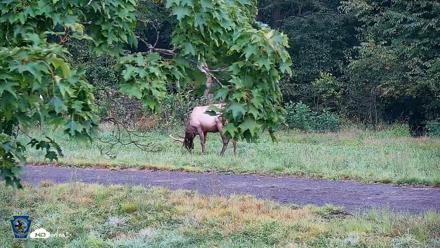 Pennsylvania Elk Live Webcam - Aug 27, 2026, 7:29am EDT