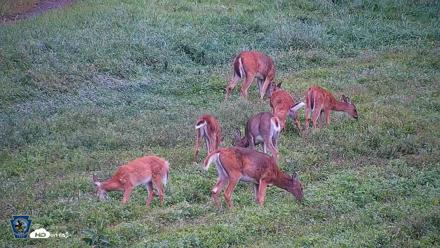 Pennsylvania Elk Live Webcam - Sep 6, 2026, 8:59am EDT