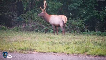 Pennsylvania Elk Live Webcam - Sep 9, 2026, 7:05pm EDT