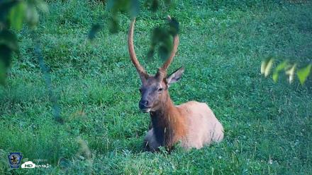 Pennsylvania Elk Live Webcam - Aug 18, 2026, 6:53pm EDT