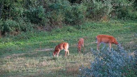 Pennsylvania Elk Live Webcam - Aug 29, 2025, 6:16pm EDT