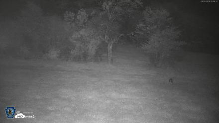 Pennsylvania Elk Live Webcam - Sep 28, 2026, 1:59am EDT