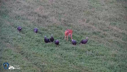 Pennsylvania Elk Live Webcam - Sep 9, 2026, 5:57pm EDT
