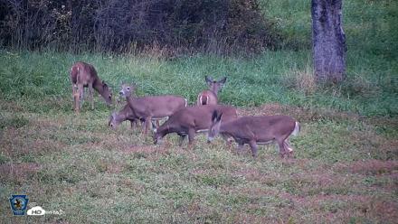 Pennsylvania Elk Live Webcam - Oct 1, 2026, 6:58pm EDT