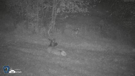 Pennsylvania Elk Live Webcam - Sep 6, 2026, 8:31pm EDT
