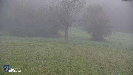 Pennsylvania Elk Live Webcam - Sep 7, 2026, 8:13am EDT