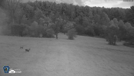 Pennsylvania Elk Live Webcam - Oct 2, 2026, 6:42am EDT