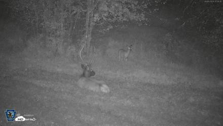 Pennsylvania Elk Live Webcam - Sep 6, 2026, 8:31pm EDT