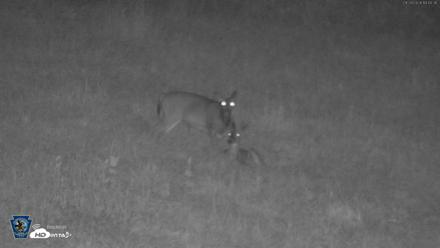 Pennsylvania Elk Live Webcam - Sep 28, 2026, 7:41pm EDT