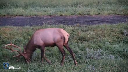 Pennsylvania Elk Live Webcam - Aug 27, 2026, 6:20am EDT