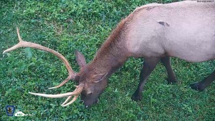 Pennsylvania Elk Live Webcam - Sep 7, 2026, 6:56am EDT