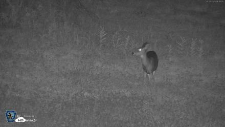 Pennsylvania Elk Live Webcam - Sep 28, 2026, 6:14am EDT