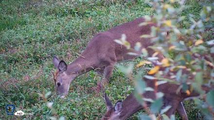 Pennsylvania Elk Live Webcam - Sep 30, 2026, 5:50pm EDT