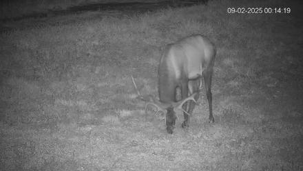 Pennsylvania Elk Live Webcam - Sep 2, 2025, 12:15am EDT