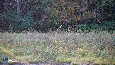 Pennsylvania Elk Live Webcam - Oct 3, 2026, 5:22pm EDT