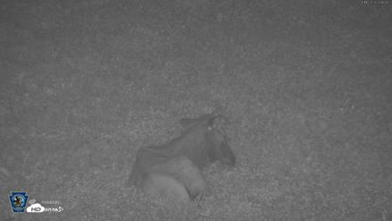 Pennsylvania Elk Live Webcam - Aug 11, 2026, 4:18am EDT