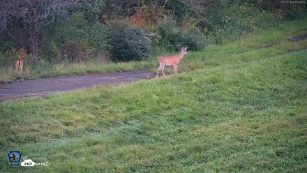Pennsylvania Elk Live Webcam - Sep 5, 2026, 7:18pm EDT