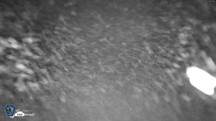 Pennsylvania Elk Live Webcam - Aug 13, 2026, 11:13pm EDT