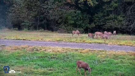 Pennsylvania Elk Live Webcam - Sep 29, 2026, 6:10pm EDT