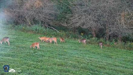 Pennsylvania Elk Live Webcam - Sep 7, 2026, 6:54pm EDT