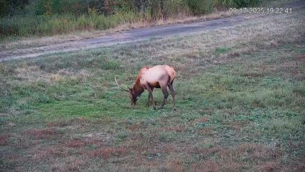 Pennsylvania Elk Live Webcam - Sep 17, 2025, 7:23pm EDT