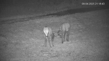 Pennsylvania Elk Live Webcam - Sep 4, 2025, 9:19pm EDT