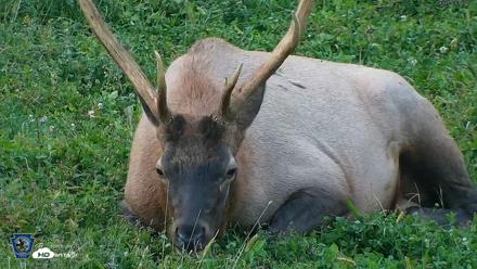 Pennsylvania Elk Live Webcam - Sep 8, 2026, 7:35pm EDT