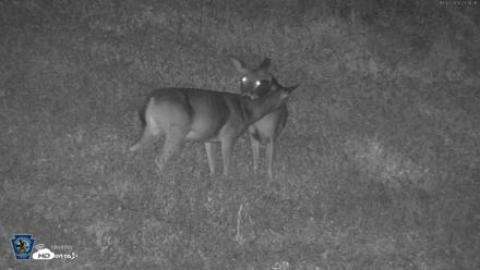 Pennsylvania Elk Live Webcam - Oct 2, 2026, 11:40pm EDT