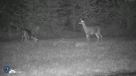 Pennsylvania Elk Live Webcam - Oct 2, 2026, 7:51pm EDT