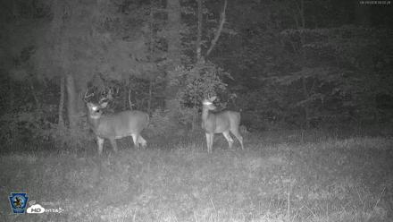 Pennsylvania Elk Live Webcam - Sep 29, 2026, 4:03am EDT