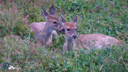 Pennsylvania Elk Live Webcam - Oct 1, 2026, 8:22am EDT