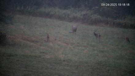 Pennsylvania Elk Live Webcam - Sep 24, 2025, 7:19pm EDT
