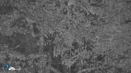 Pennsylvania Elk Live Webcam - Sep 5, 2026, 9:23pm EDT