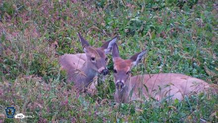 Pennsylvania Elk Live Webcam - Oct 1, 2026, 8:28am EDT