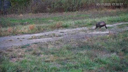 Pennsylvania Elk Live Webcam - Oct 17, 2025, 5:31pm EDT