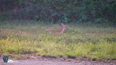 Pennsylvania Elk Live Webcam - Sep 8, 2026, 5:28pm EDT