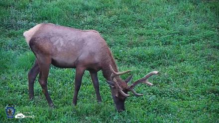 Pennsylvania Elk Live Webcam - Aug 7, 2026, 7:55pm EDT