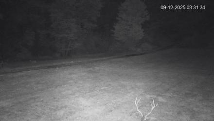 Pennsylvania Elk Live Webcam - Sep 12, 2025, 3:32am EDT
