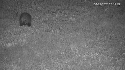 Pennsylvania Elk Live Webcam - Aug 29, 2025, 11:32pm EDT