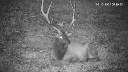 Pennsylvania Elk Live Webcam - Sep 10, 2025, 6:20am EDT