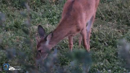 Pennsylvania Elk Live Webcam - Sep 5, 2026, 8:00pm EDT