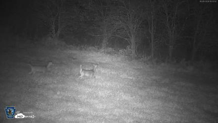 Pennsylvania Elk Live Webcam - Oct 1, 2026, 5:24am EDT