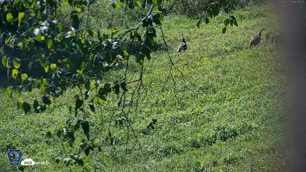 Pennsylvania Elk Live Webcam - Sep 7, 2026, 12:09pm EDT