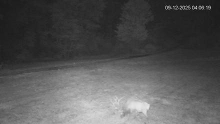 Pennsylvania Elk Live Webcam - Sep 12, 2025, 4:07am EDT