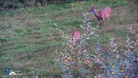 Pennsylvania Elk Live Webcam - Sep 30, 2026, 5:28pm EDT