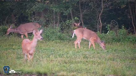Pennsylvania Elk Live Webcam - Sep 5, 2026, 7:42pm EDT