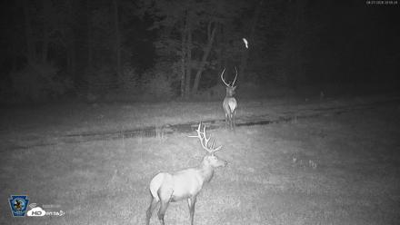 Pennsylvania Elk Live Webcam - Aug 27, 2026, 8:56pm EDT